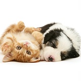 Sleepy Border Collie pup and ginger kitten