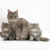 Maine Coon cat and kittens