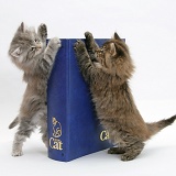 Maine Coon kittens with 'Your Cat' binder