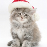 Maine Coon kitten wearing a Santa hat