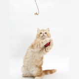 Ginger kitten playing with Christmas bauble