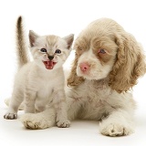 American Cocker Spaniel pup and kitten