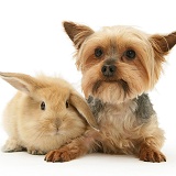 Yorkie and baby sandy Lop bunny