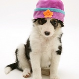 Border Collie puppy with fleecy hat on