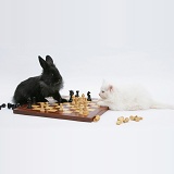 White kitten and black rabbit playing chess