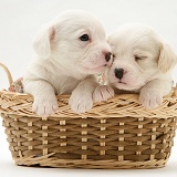 Westie x Cavalier pups in a basket