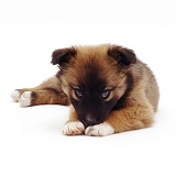 Cute mongrel pup, with chin on paws