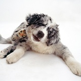 Blue merle Border Collie pup scratching his neck