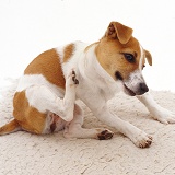 Jack Russell Terrier scratching her neck