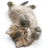 Maine Coon kitten, 8 weeks old, lying on its back