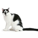 Black-and-white cat