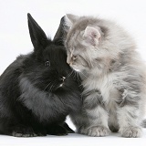 Maine Coon kitten and black rabbit