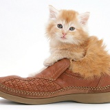 Ginger Maine Coon kitten, 7 weeks old, in a shoe