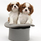 Cavalier King Charles Spaniel pups in a top hat