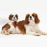 Blenheim Cavalier King Charles Spaniel mother and pup