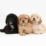 Two golden and one black Cockapoo pups