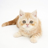 Ginger kitten lying with head up