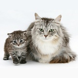 Maine Coon mother cat and kitten