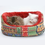 Maine Coon kittens, 8 weeks old, asleep in a cat bed