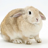 Sandy Lop rabbit