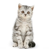 Silver tabby kitten sitting
