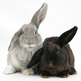 Two windmill-eared rabbits