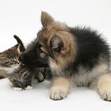Alsatian pup with tabby kitten
