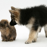 Alsatian pup with Lionhead rabbit
