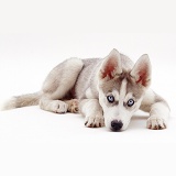 Husky pup lying