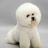 Bichon Frise, sitting