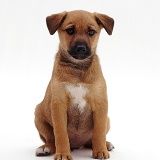 Terrier-cross pup, 8 weeks old, sitting