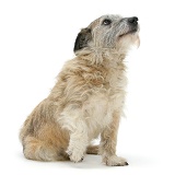 Terrier-cross with a lame paw