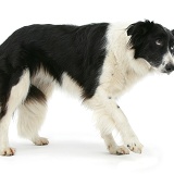 Border Collie with a lame paw