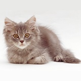 Grey tabby Persian-cross kitten
