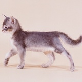 Blue Abyssinian kitten in looking proud