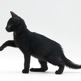 Black kitten, 6 weeks old