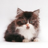 Tabby-and-white Persian-cross kitten