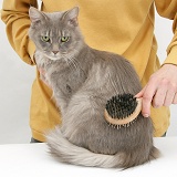 Grooming a Maine Coon female cat