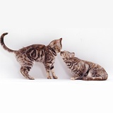 Silver tortoiseshell British Shorthair cats