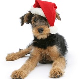 Airedale Terrier bitch pup wearing a Santa hat