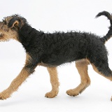 Airedale Terrier bitch pup walking across