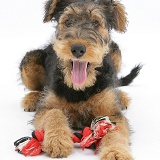 Airedale Terrier bitch pup with ragger toy