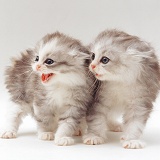 Two defensive silver longhair kittens