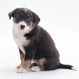 Blue-eyed Border Collie pup, sitting