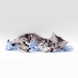 Silver tabby kitten playing with blue wool