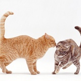 Cat courtship - meeting