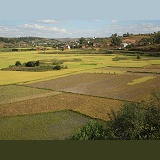 Agricultural scene with rice paddies. Central Madagascar