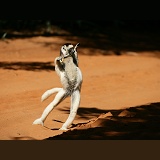 Verreaux's Sifaka