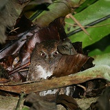 Malagasy Scops Owl