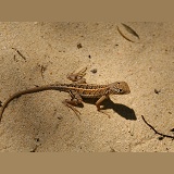 Three-eyed Iguanid Lizard